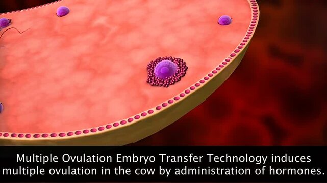Multiple ovulation embryo transfer technology