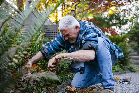 Candid older man gardening in backyard kneeling among ferns