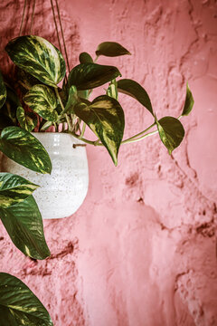 Hanging Plant in a White Pot Against a Pink Wall