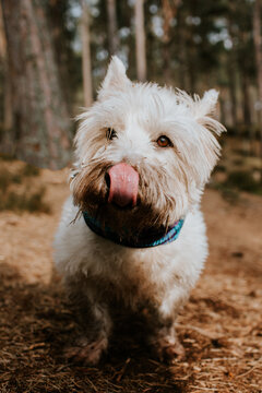 Cute Highland Westie 