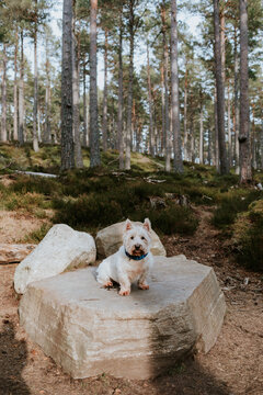 Cute Highland Westie