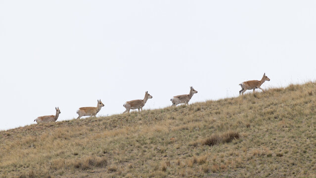 Group of Mongolian gazelle (Procapra gutturosa) walking along the hill side of mongolian steppe in Dornord Aimag in Mongolia