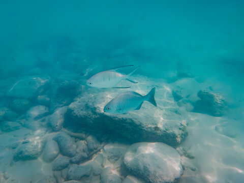 Two fish swimming, in underwater scene with rocks and sand, with two fish, rocks, sand, from a underwater perspective, with blue, gray accents, and serene natural mood.
