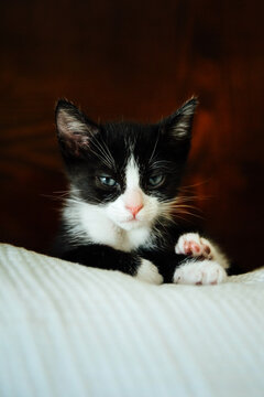 Black and White Kitten Lying on Bed