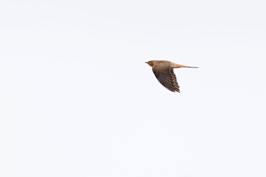 adult female of the brown morphe of Common Cuckoo (Cuculus canorus) in flight, found in Dornod Aimag in Mongolia