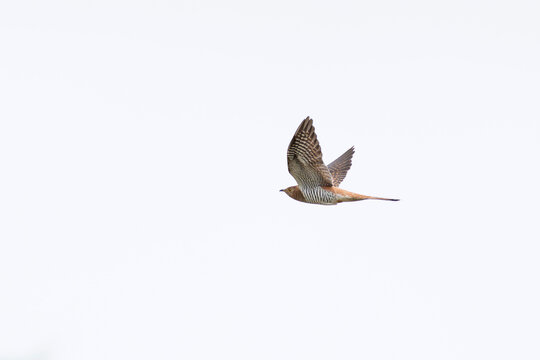 adult female of the brown morphe of Common Cuckoo (Cuculus canorus) in flight, found in Dornod Aimag in Mongolia