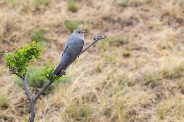 Fototapeta premium adult male oriental cuckoo or horsfield's cuckoo (cuculus optatus) perching on a branch during spring migration, found in Dornod Aimag in Mongolia