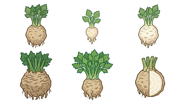 Celery root vector illustration set showing celeriac bulbs with green leaves celeriac vegetable nutrition agriculture illustration collection ingredient isolated background botanical