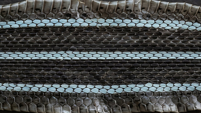 Black Gray Blue Snake Skin Texture Pattern Scale Closeup