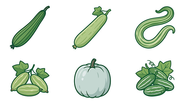 Gourd and squash vegetable vector illustrations including zucchini and melon varieties with vegetable zucchini ingredient vegetarian nutrition agriculture cultivation illustration collection