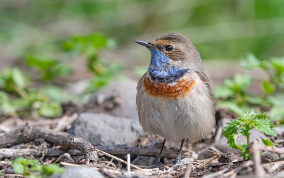 A detailed close-up shot of a male bluethroat (Luscinia svecica) displaying its vibrant blue and orange throat plumage while standing on the ground with a soft green background. Perfect for wildlife, 