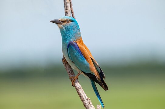 High-resolution close-up portrait of a vibrant European roller (Coracias garrulus) perched on a leafy green branch. The image beautifully showcases its bright turquoise and chestnut feathers in sharp 