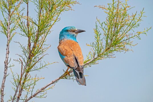 High-resolution close-up portrait of a vibrant European roller (Coracias garrulus) perched on a leafy green branch. The image beautifully showcases its bright turquoise and chestnut feathers in sharp 