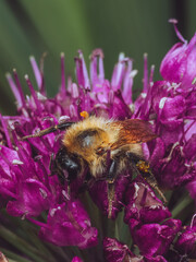 A bee resting overnight in a Allium flower © Dave Harrison-Ward