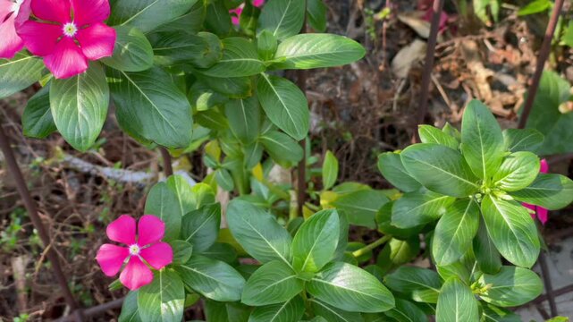 Fresh pink periwinkle flower blooming among green leaves growing outdoors near fence