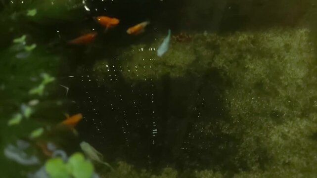 Small colorful fish swimming gracefully over lush green aquatic plants