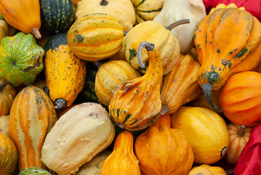 Colorful assortment of decorative autumn gourds and squash arranged in a vibrant seasonal display, evoking fall harvest, Thanksgiving, abundance, and rustic autumn decor.