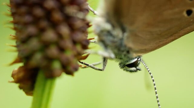 Phengaris nausithous macro close-up head eye antennae dusky large blue maculinea butterflies butterfly Lepidoptera Lycaenidae gossamer winged brown wings eyespots ocelli antennae Sanguisorba