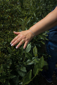 Woman's hand gently touching young, fresh tea leaves on a thriving Camellia sinensis plant, symbolizing natural growth, harvesting, and the connection to sustainable agriculture in a sunny tea field