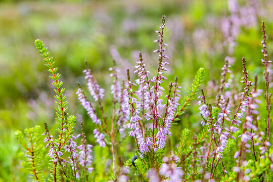 Bl&uuml;hendes Heidkraut in Nordland in Norwegen