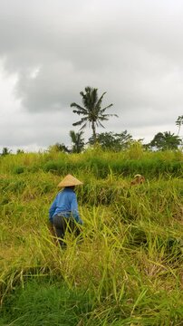 Vertical scene of hand harvesting in Bali's rice fields