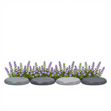 Purple lavender flowers growing behind smooth river stones border isolated on white background
