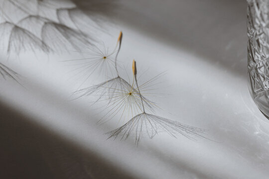 Close-up of delicate dandelion seeds casting soft shadows on a neutral background in natural sunlight creating a minimalist botanical and wellness concept