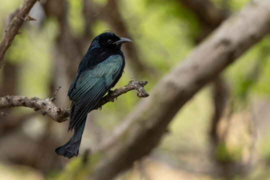 adult hair-crested drongo (dicrurus hottentottus) perching on a branch, found in Dornod Aimag in Mongolia