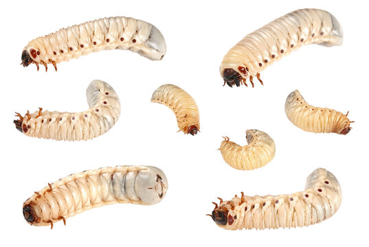 Collection of White Beetle Larvae in Different Growth Stages