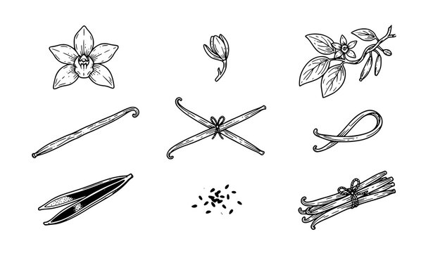Vanilla spice flower bean and seed hand drawn outline vector icon collection