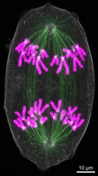 Cell division demonstrating chromosome segregation, fluorescent microscopic view visualizing green spindle microtubule pulling genetic material toward opposite pole of single eukaryotic organism.