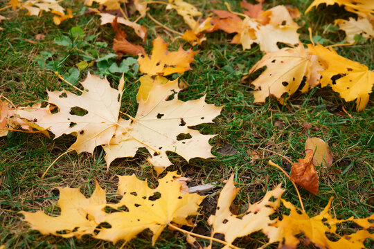 Yellow and orange maple leaves resting on green grass forming natural seasonal ground pattern texture.