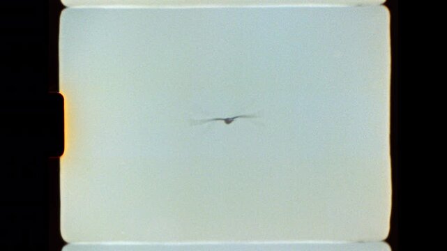 Seagull flaps wings and flies away into the bright pale sky, captured on authentic Super 8 film