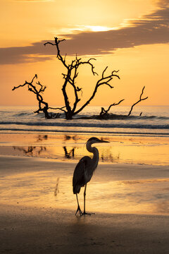 great blue heron, south carolina coat