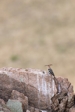 common hoopoe (upupa epops) of subspecies saturata, found in Dornod Aimag in Mongolia