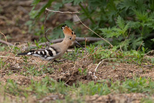 common hoopoe (upupa epops) of subspecies saturata, found in Dornod Aimag in Mongolia