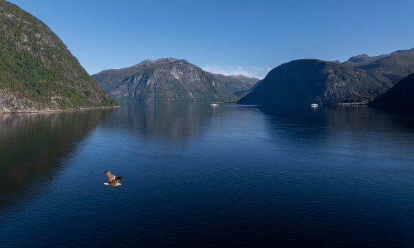 Aerial view of a majestic white-tailed eagle soaring over the calm, deep blue waters of a fjord surrounded by towering mountains under a clear sky in Liabygda, More og Romsdal, Norway.