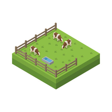 Isometric Illustration Featuring Three Brown And White Cows Grazing On A Green Farm Pasture Within A Wooden Fence