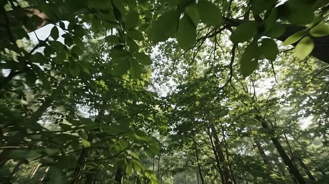 Looking up into the green canopy of a dense summer forest with sun filtering through the leaves