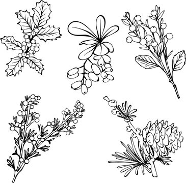Winter botanical branches pine cone and holly berries line art for pattern design Vector illustration
