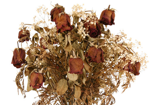 Bouquet of withered red roses and dried babys breath
