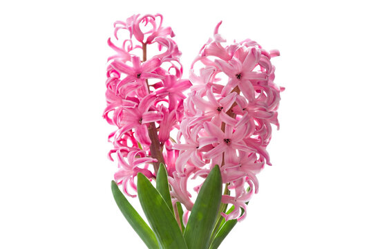 Two Pink Hyacinth Flowers in Full Bloom