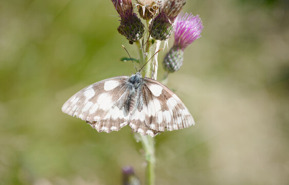 Marbled White Butterfly (Melanargia galathea) Resting on Thistle Flower,