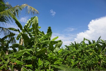 Lush Banana Trees Under a Bright Blue Sky in the Countryside © ducsuu