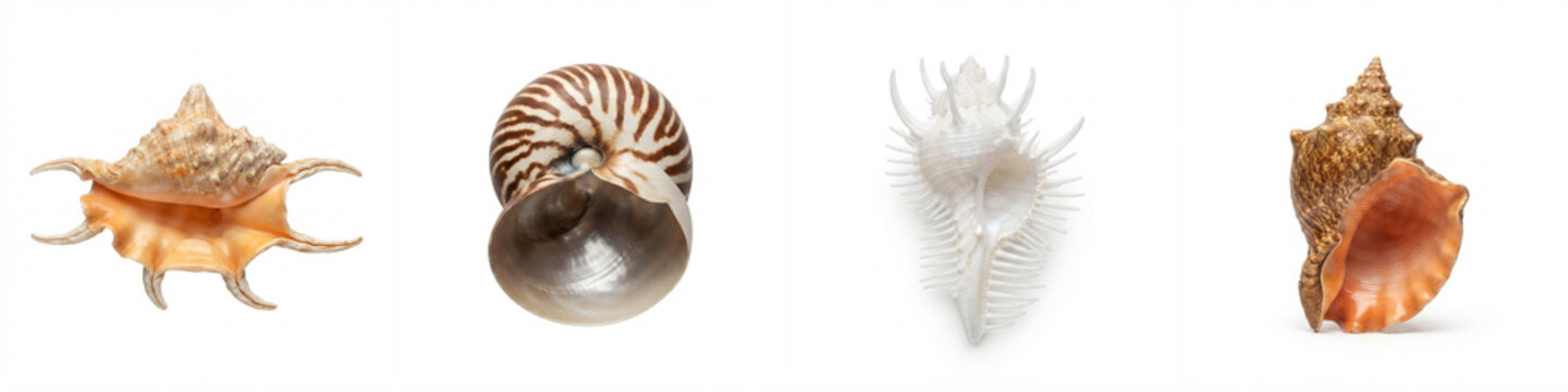 Sea shells collection isolated on white background featuring spider conch, nautilus, and spiky murex specimens for marine biology, educational layouts, or summer decorations