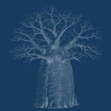 Baobab tree african cyanotype halftone dot blueprint engraving. Circular dots vintage etching for botanical safari nature illustration.