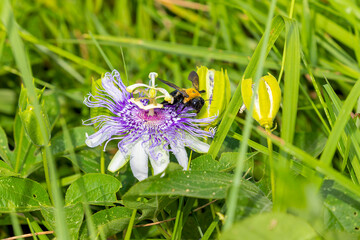 Carpenter bees pollinate passion flower vines Passiflora incarnata © Denny