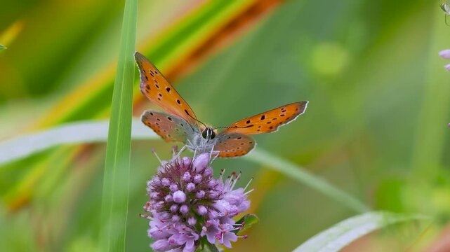 Large Copper Butterfly on Water Mint