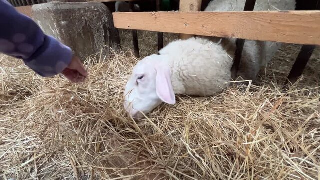 Young Lamb Resting on Straw Bedding Inside a Rustic Wooden Farm Shelter with Human Interaction