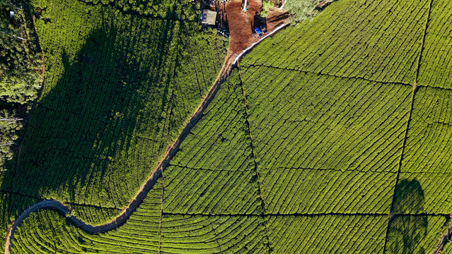 Aerial view of a lush green tea plantation with neat rows and a winding dirt path in Indonesia.